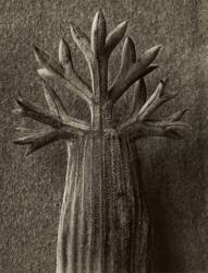Seseli Gummiferum (Karl Blossfeldt) - Muzeo.com