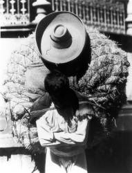 Campesino (Tina Modotti) - Muzeo.com