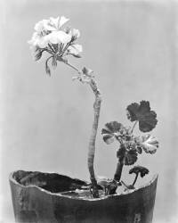 Geranium (Tina Modotti) - Muzeo.com