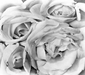 Roses (Tina Modotti) - Muzeo.com