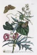 Abutilon & Convolvulus (Georg Dionysius Ehret) - Muzeo.com