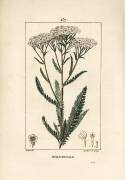 Achillee yarrow - Yarrow (Pierre Jean Francois Turpin) - Muzeo.com