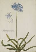 Agapanthus (Georg Dionysius Ehret) - Muzeo.com