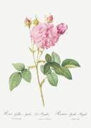 Agathe Royale rose (Pierre Joseph Redouté) - Muzeo.com