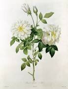 Aime Vibere (Pierre Joseph Redouté) - Muzeo.com
