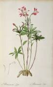Alstraemeria Ligtu (Pierre Joseph Redouté) - Muzeo.com