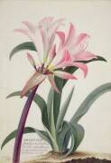 Amaryllis Belladonna (Georg Dionysius Ehret) - Muzeo.com