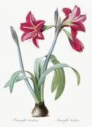Amaryllis Brasiliensis (Pierre Joseph Redouté) - Muzeo.com