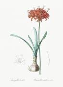 Amaryllis Curvifolia (Pierre Joseph Redouté) - Muzeo.com
