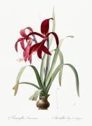 Amaryllis Formosissima (Pierre Joseph Redouté) - Muzeo.com