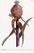 Ananas (Georg Dionysius Ehret) - Muzeo.com