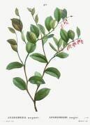 Andromeda (Pierre Joseph Redouté) - Muzeo.com