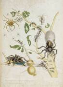 Araignées : Mygole (Maria Sibylla Graff Merian) - Muzeo.com