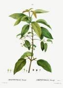 Aristotelia macqui (Pierre Joseph Redouté) - Muzeo.com