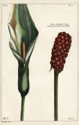 Arum maculatum (Dupin) - Muzeo.com