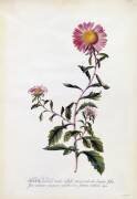 Aster (Georg Dionysius Ehret) - Muzeo.com
