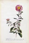 Aster (Georg Dionysius Ehret) - Muzeo.com
