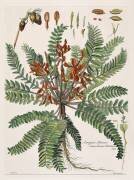 Astragale d'Afrique (Nicolas Robert) - Muzeo.com