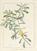 Banksia Marcescens (Pierre Joseph Redouté) - Muzeo.com