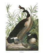 Bernache du Canada (John James Audubon) - Muzeo.com