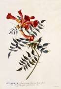 Bignonia Americana (Georg Dionysius Ehret) - Muzeo.com