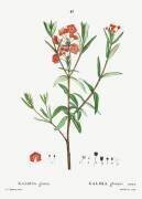 Bog laurel (Pierre Joseph Redouté) - Muzeo.com