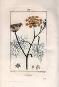 Botanique : Fenouil (Pierre Jean Francois Turpin) - Muzeo.com