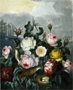 Botanique : Rose-Rosa (Robert John Thornton) - Muzeo.com