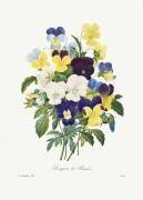 Bouquet of Pansies (Pierre Joseph Redouté) - Muzeo.com