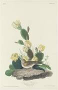 Bruant zizi (John James Audubon) - Muzeo.com