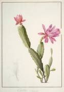 Cactus Speciosus (Pierre Joseph Redouté) - Muzeo.com
