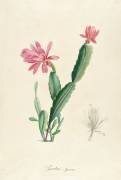 Cactus Speciosus (Pierre Joseph Redouté) - Muzeo.com