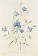Campanula (Pierre Joseph Redouté) - Muzeo.com