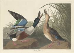 Canard boiteux (John James Audubon) - Muzeo.com