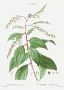 Clethra Arborea (Pierre Joseph Redouté) - Muzeo.com