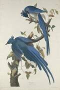 Columbia Jay (John James Audubon) - Muzeo.com