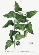 Common smilax (Pierre Joseph Redouté) - Muzeo.com