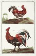 Coqs (anonyme) - Muzeo.com