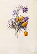 Crocuses (Georg Dionysius Ehret) - Muzeo.com