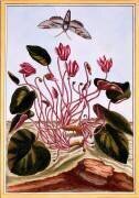 Cyclamen (Pierre-Joseph Buchoz) - Muzeo.com