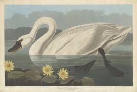 Cygne américain commun (John James Audubon) - Muzeo.com