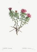 Daphne (Pierre Joseph Redouté) - Muzeo.com