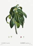 Daphne laureola (Pierre Joseph Redouté) - Muzeo.com