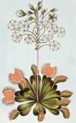 Dionée attrape-mouche (Pierre-Joseph Buchoz) - Muzeo.com