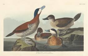 Érismature rousse (John James Audubon) - Muzeo.com