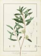 Eucalyptus Diversifolia (Pierre Joseph Redouté) - Muzeo.com