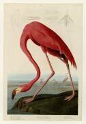 Flamant des Caraïbes (John James Audubon) - Muzeo.com