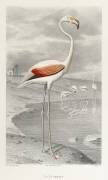 Flamant rose (Edouard Travies) - Muzeo.com