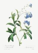 Forget-me-not (Pierre Joseph Redouté) - Muzeo.com