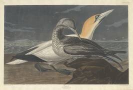 Fou de Bassan (John James Audubon) - Muzeo.com